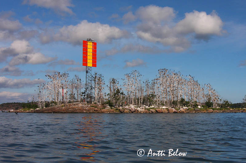 Avainsanat: Corb marí gros Skarv Aalscholver Great Cormorant Kormoran (karbas) Merimetso Grand Cormoran Kormoran Kárókatona Dílaskarfur Storskarv Corvo-marinho-de-faces-brancas Phalacrocorax carbo Cormorán Grande Storskarv