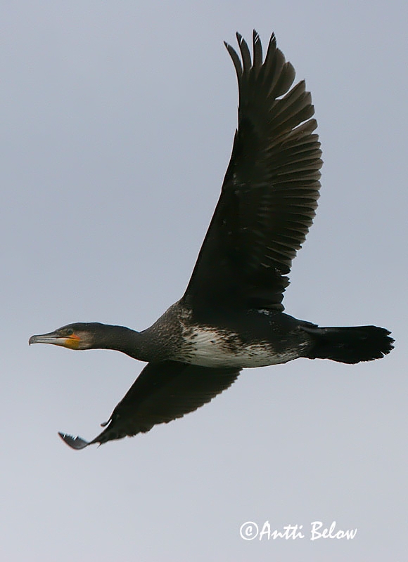 Avainsanat: Corb marí gros Skarv Aalscholver Great Cormorant Kormoran (karbas) Merimetso Grand Cormoran Kormoran Kárókatona Dílaskarfur Storskarv Corvo-marinho-de-faces-brancas Phalacrocorax carbo Cormorán Grande Storskarv