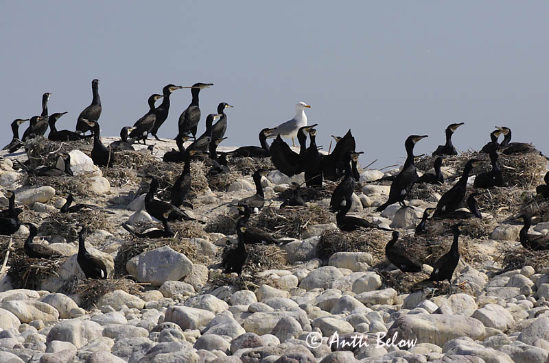 Avainsanat: Corb marí gros Skarv Aalscholver Great Cormorant Kormoran (karbas) Merimetso Grand Cormoran Kormoran Kárókatona Dílaskarfur Storskarv Corvo-marinho-de-faces-brancas Phalacrocorax carbo Cormorán Grande Storskarv