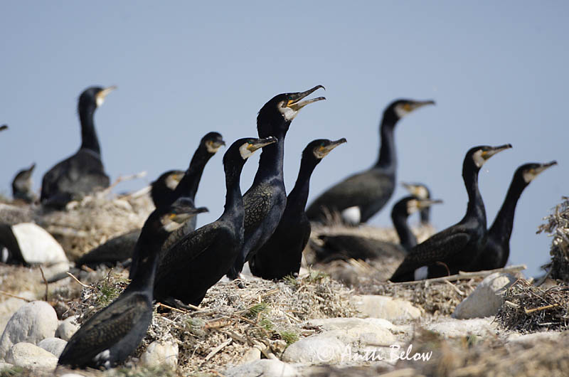Avainsanat: Corb marí gros Skarv Aalscholver Great Cormorant Kormoran (karbas) Merimetso Grand Cormoran Kormoran Kárókatona Dílaskarfur Storskarv Corvo-marinho-de-faces-brancas Phalacrocorax carbo Cormorán Grande Storskarv