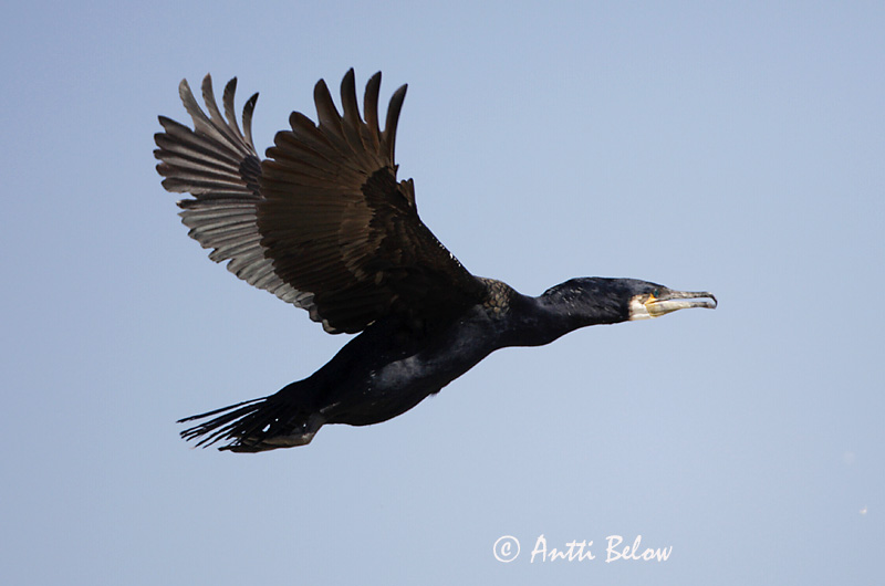 Avainsanat: Corb marí gros Skarv Aalscholver Great Cormorant Kormoran (karbas) Merimetso Grand Cormoran Kormoran Kárókatona Dílaskarfur Storskarv Corvo-marinho-de-faces-brancas Phalacrocorax carbo Cormorán Grande Storskarv