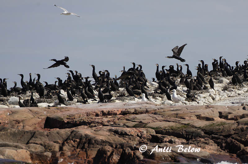 Avainsanat: Corb marí gros Skarv Aalscholver Great Cormorant Kormoran (karbas) Merimetso Grand Cormoran Kormoran Kárókatona Dílaskarfur Storskarv Corvo-marinho-de-faces-brancas Phalacrocorax carbo Cormorán Grande Storskarv