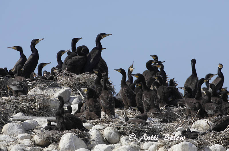 Avainsanat: Corb marí gros Skarv Aalscholver Great Cormorant Kormoran (karbas) Merimetso Grand Cormoran Kormoran Kárókatona Dílaskarfur Storskarv Corvo-marinho-de-faces-brancas Phalacrocorax carbo Cormorán Grande Storskarv