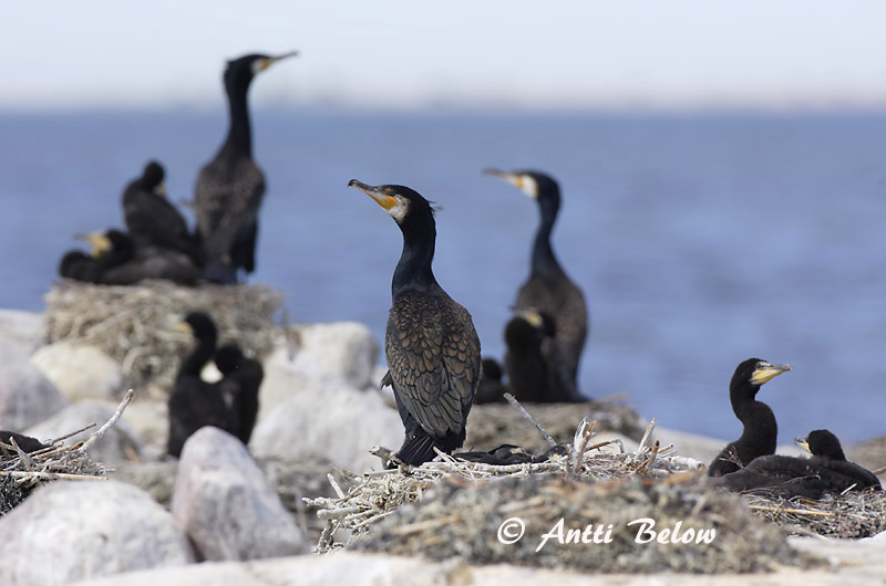Avainsanat: Corb marí gros Skarv Aalscholver Great Cormorant Kormoran (karbas) Merimetso Grand Cormoran Kormoran Kárókatona Dílaskarfur Storskarv Corvo-marinho-de-faces-brancas Phalacrocorax carbo Cormorán Grande Storskarv