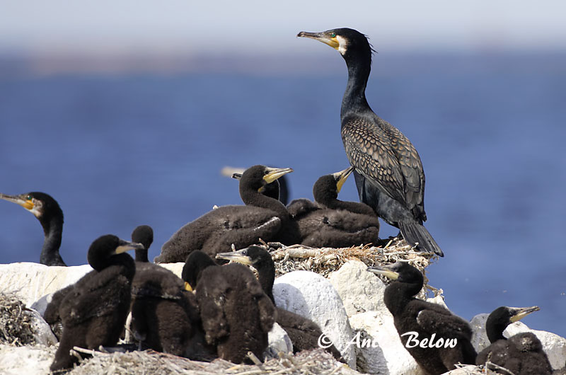 Avainsanat: Corb marí gros Skarv Aalscholver Great Cormorant Kormoran (karbas) Merimetso Grand Cormoran Kormoran Kárókatona Dílaskarfur Storskarv Corvo-marinho-de-faces-brancas Phalacrocorax carbo Cormorán Grande Storskarv