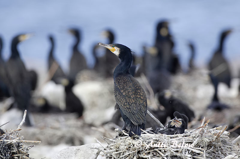 Avainsanat: Corb marí gros Skarv Aalscholver Great Cormorant Kormoran (karbas) Merimetso Grand Cormoran Kormoran Kárókatona Dílaskarfur Storskarv Corvo-marinho-de-faces-brancas Phalacrocorax carbo Cormorán Grande Storskarv