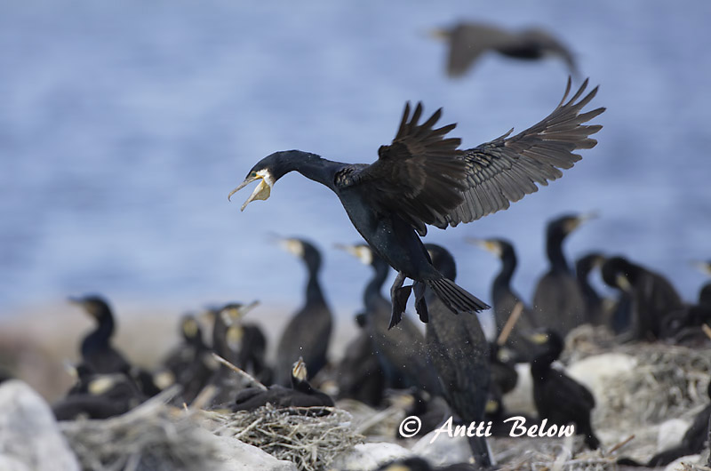 Avainsanat: Corb marí gros Skarv Aalscholver Great Cormorant Kormoran (karbas) Merimetso Grand Cormoran Kormoran Kárókatona Dílaskarfur Storskarv Corvo-marinho-de-faces-brancas Phalacrocorax carbo Cormorán Grande Storskarv