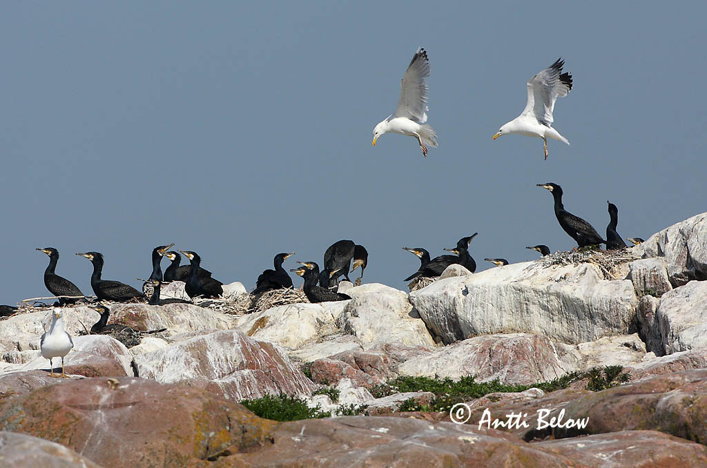 Avainsanat: Corb marí gros Skarv Aalscholver Great Cormorant Kormoran (karbas) Merimetso Grand Cormoran Kormoran Kárókatona Dílaskarfur Storskarv Corvo-marinho-de-faces-brancas Phalacrocorax carbo Cormorán Grande Storskarv