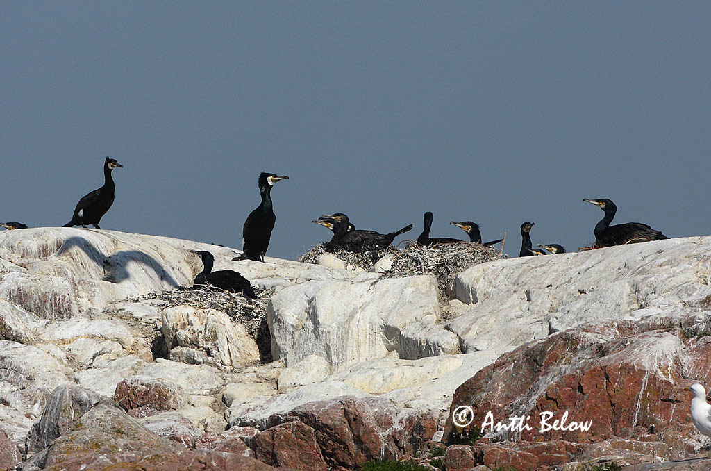 Avainsanat: Corb marí gros Skarv Aalscholver Great Cormorant Kormoran (karbas) Merimetso Grand Cormoran Kormoran Kárókatona Dílaskarfur Storskarv Corvo-marinho-de-faces-brancas Phalacrocorax carbo Cormorán Grande Storskarv