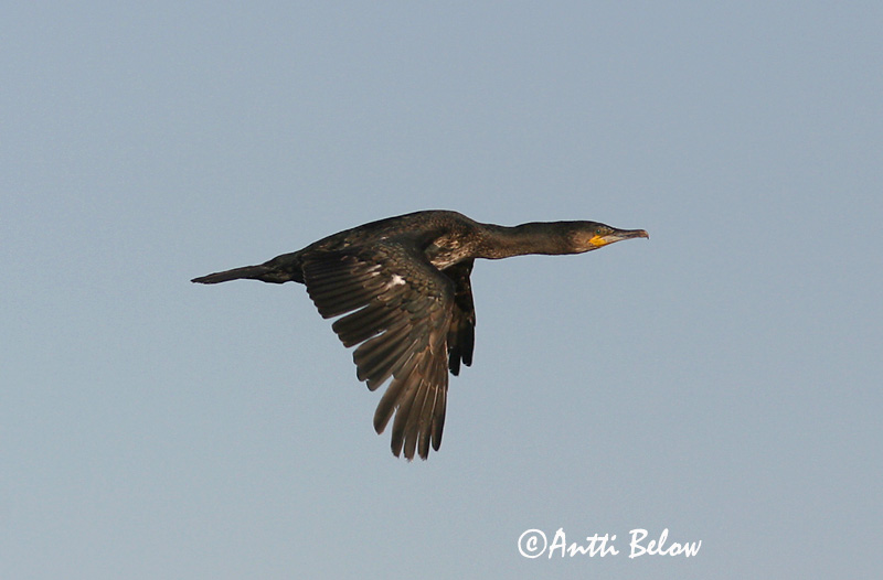 Avainsanat: Corb marí gros Skarv Aalscholver Great Cormorant Kormoran (karbas) Merimetso Grand Cormoran Kormoran Kárókatona Dílaskarfur Storskarv Corvo-marinho-de-faces-brancas Phalacrocorax carbo Cormorán Grande Storskarv