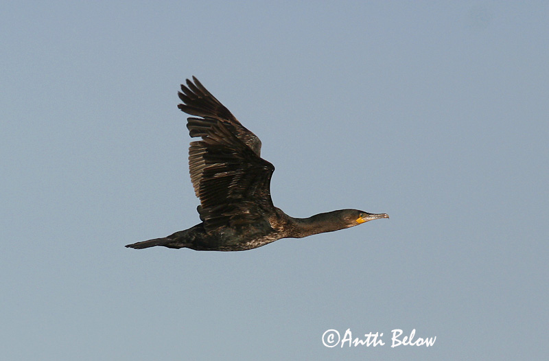 Avainsanat: Corb marí gros Skarv Aalscholver Great Cormorant Kormoran (karbas) Merimetso Grand Cormoran Kormoran Kárókatona Dílaskarfur Storskarv Corvo-marinho-de-faces-brancas Phalacrocorax carbo Cormorán Grande Storskarv