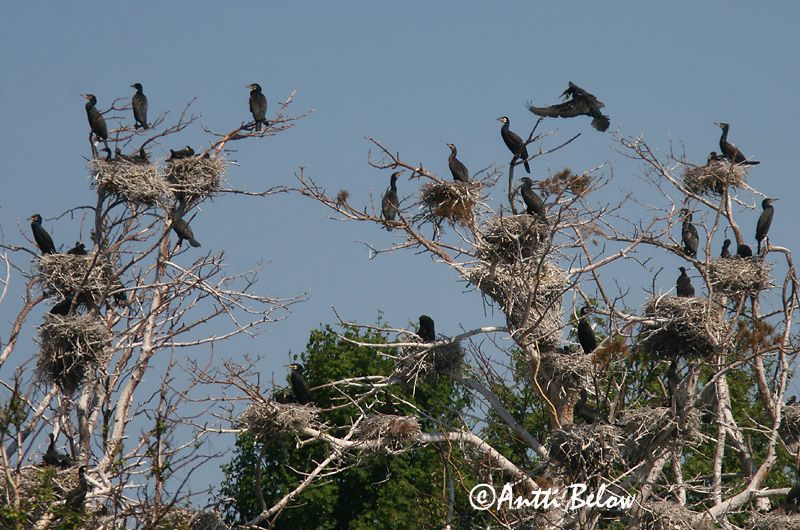 Avainsanat: Corb marí gros Skarv Aalscholver Great Cormorant Kormoran (karbas) Merimetso Grand Cormoran Kormoran Kárókatona Dílaskarfur Storskarv Corvo-marinho-de-faces-brancas Phalacrocorax carbo Cormorán Grande Storskarv