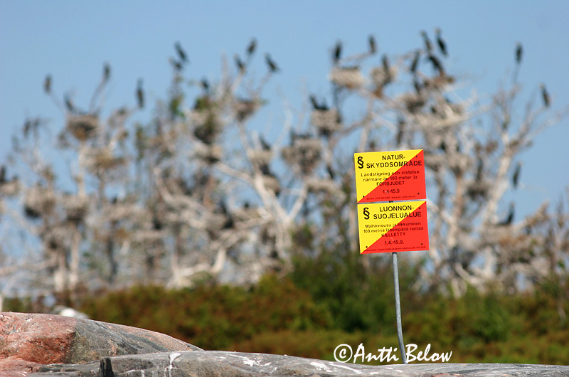 Avainsanat: Corb marí gros Skarv Aalscholver Great Cormorant Kormoran (karbas) Merimetso Grand Cormoran Kormoran Kárókatona Dílaskarfur Storskarv Corvo-marinho-de-faces-brancas Phalacrocorax carbo Cormorán Grande Storskarv