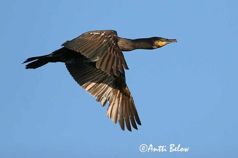 Avainsanat: Corb marí gros Skarv Aalscholver Great Cormorant Kormoran (karbas) Merimetso Grand Cormoran Kormoran Kárókatona Dílaskarfur Storskarv Corvo-marinho-de-faces-brancas Phalacrocorax carbo Cormorán Grande Storskarv