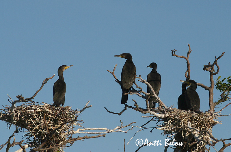 Avainsanat: Corb marí gros Skarv Aalscholver Great Cormorant Kormoran (karbas) Merimetso Grand Cormoran Kormoran Kárókatona Dílaskarfur Storskarv Corvo-marinho-de-faces-brancas Phalacrocorax carbo Cormorán Grande Storskarv