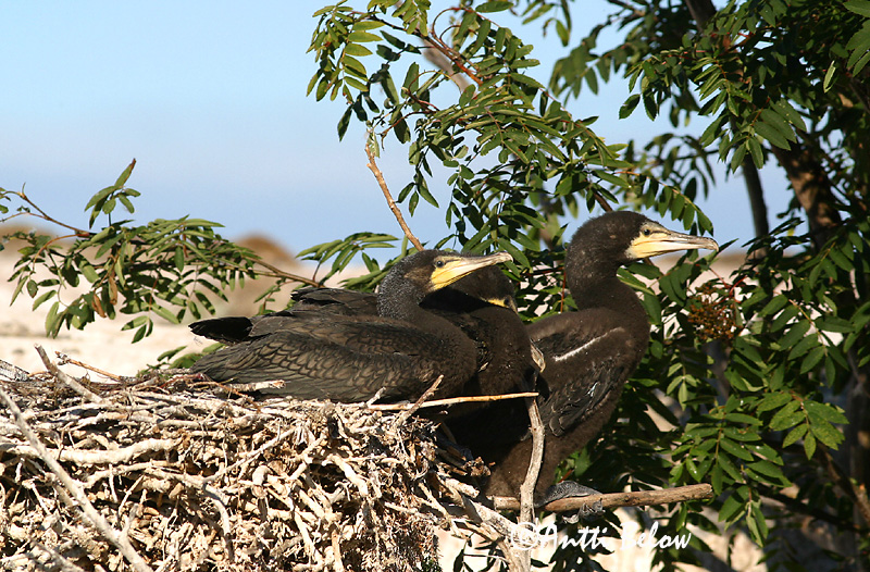 Avainsanat: Corb marí gros Skarv Aalscholver Great Cormorant Kormoran (karbas) Merimetso Grand Cormoran Kormoran Kárókatona Dílaskarfur Storskarv Corvo-marinho-de-faces-brancas Phalacrocorax carbo Cormorán Grande Storskarv