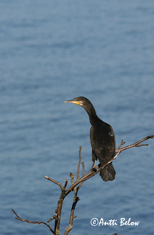Avainsanat: Corb marí gros Skarv Aalscholver Great Cormorant Kormoran (karbas) Merimetso Grand Cormoran Kormoran Kárókatona Dílaskarfur Storskarv Corvo-marinho-de-faces-brancas Phalacrocorax carbo Cormorán Grande Storskarv