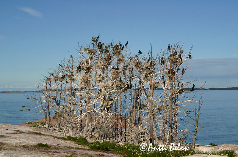 Avainsanat: Corb marí gros Skarv Aalscholver Great Cormorant Kormoran (karbas) Merimetso Grand Cormoran Kormoran Kárókatona Dílaskarfur Storskarv Corvo-marinho-de-faces-brancas Phalacrocorax carbo Cormorán Grande Storskarv