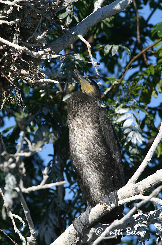 Avainsanat: Corb marí gros Skarv Aalscholver Great Cormorant Kormoran (karbas) Merimetso Grand Cormoran Kormoran Kárókatona Dílaskarfur Storskarv Corvo-marinho-de-faces-brancas Phalacrocorax carbo Cormorán Grande Storskarv