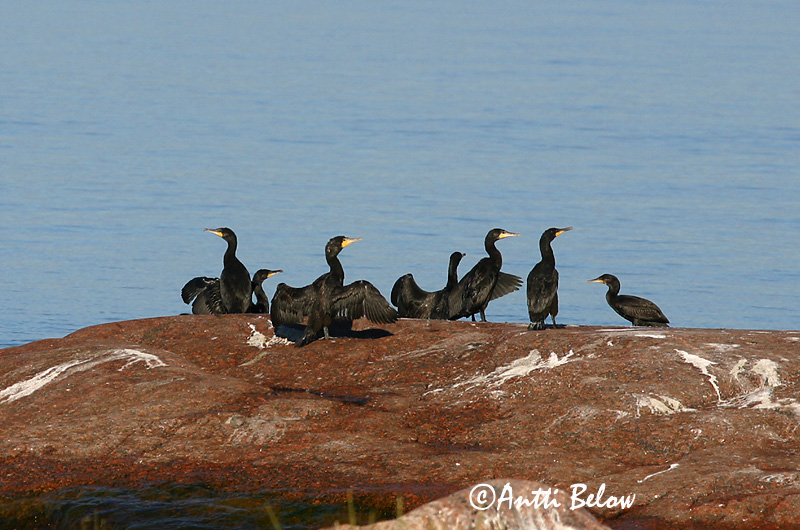 Avainsanat: Corb marí gros Skarv Aalscholver Great Cormorant Kormoran (karbas) Merimetso Grand Cormoran Kormoran Kárókatona Dílaskarfur Storskarv Corvo-marinho-de-faces-brancas Phalacrocorax carbo Cormorán Grande Storskarv