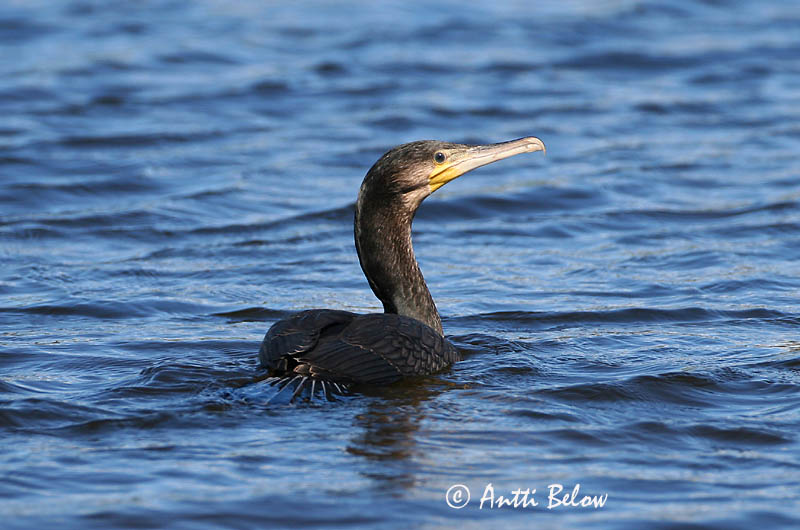 Avainsanat: Corb marí gros Skarv Aalscholver Great Cormorant Kormoran (karbas) Merimetso Grand Cormoran Kormoran Kárókatona Dílaskarfur Storskarv Corvo-marinho-de-faces-brancas Phalacrocorax carbo Cormorán Grande Storskarv