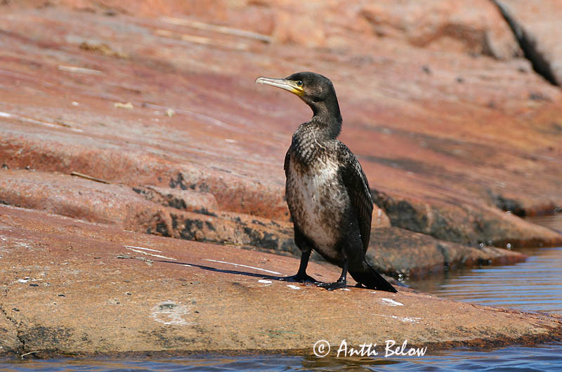 Avainsanat: Corb marí gros Skarv Aalscholver Great Cormorant Kormoran (karbas) Merimetso Grand Cormoran Kormoran Kárókatona Dílaskarfur Storskarv Corvo-marinho-de-faces-brancas Phalacrocorax carbo Cormorán Grande Storskarv