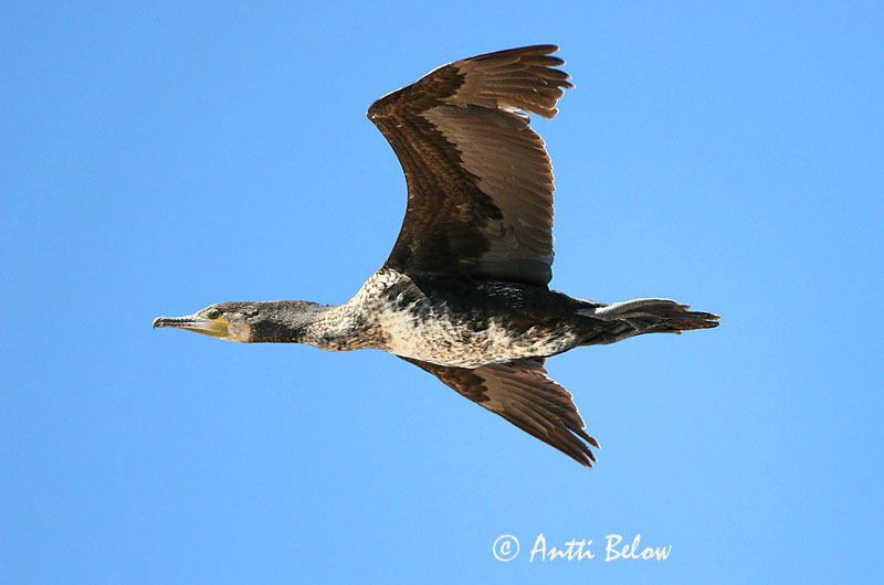 Avainsanat: Corb marí gros Skarv Aalscholver Great Cormorant Kormoran (karbas) Merimetso Grand Cormoran Kormoran Kárókatona Dílaskarfur Storskarv Corvo-marinho-de-faces-brancas Phalacrocorax carbo Cormorán Grande Storskarv