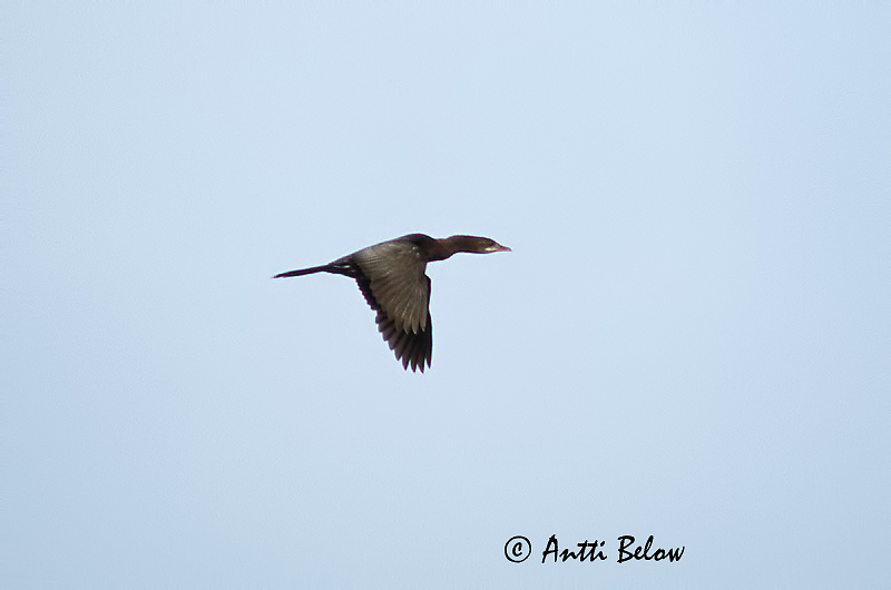 Avainsanat: Corb marí pigmeu Dværgskarv Dwergaalscholver Pygmy Cormorant Pikkumerimetso Kääpiömerimetso Kääbuskormoran Cormoran pygmée Zwergscharbe Kis kárókatona Dvergskarfur Dvergskarv Corvo-marinho-pigmeu Phalacrocorax pygmeus Cormorán Pigmeo Dvärgskar