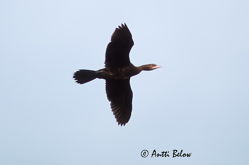 Avainsanat: Corb marí pigmeu Dværgskarv Dwergaalscholver Pygmy Cormorant Pikkumerimetso Kääpiömerimetso Kääbuskormoran Cormoran pygmée Zwergscharbe Kis kárókatona Dvergskarfur Dvergskarv Corvo-marinho-pigmeu Phalacrocorax pygmeus Cormorán Pigmeo Dvärgskar