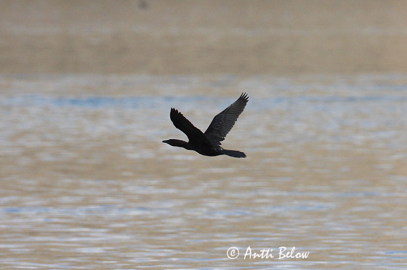 Avainsanat: Corb marí pigmeu Dværgskarv Dwergaalscholver Pygmy Cormorant Pikkumerimetso Kääpiömerimetso Kääbuskormoran Cormoran pygmée Zwergscharbe Kis kárókatona Dvergskarfur Dvergskarv Corvo-marinho-pigmeu Phalacrocorax pygmeus Cormorán Pigmeo Dvärgskar