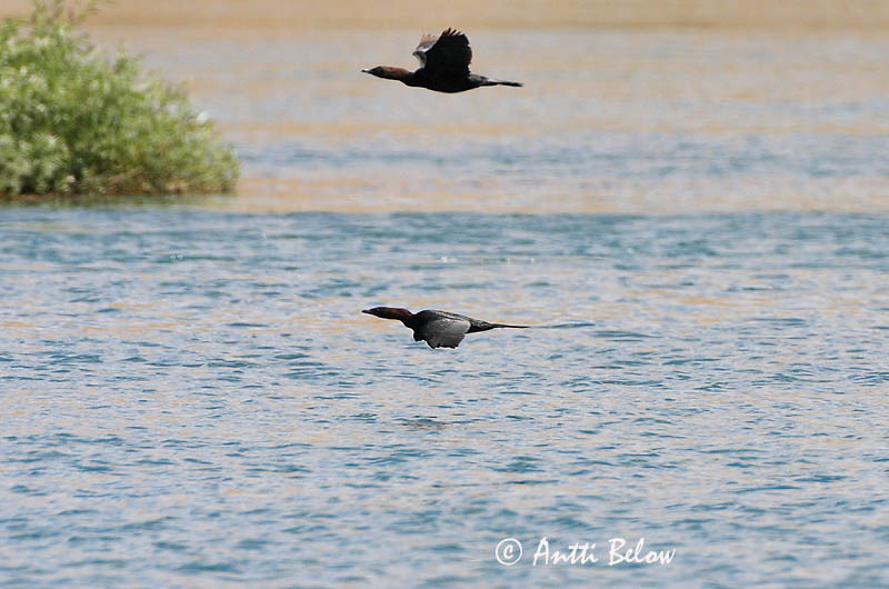 Avainsanat: Corb marí pigmeu Dværgskarv Dwergaalscholver Pygmy Cormorant Pikkumerimetso Kääpiömerimetso Kääbuskormoran Cormoran pygmée Zwergscharbe Kis kárókatona Dvergskarfur Dvergskarv Corvo-marinho-pigmeu Phalacrocorax pygmeus Cormorán Pigmeo Dvärgskar