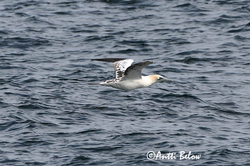 Avainsanat: Mascarell Sule Jan van Gent Northern Gannet Suula Fou de Bassan Szula Súla Havsule Ganso-patola-comum Sula bassana Morus bassana Havssula