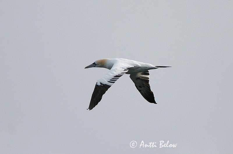 Avainsanat: Mascarell Sule Jan van Gent Northern Gannet Suula Fou de Bassan Szula Súla Havsule Ganso-patola-comum Sula bassana Morus bassana Havssula