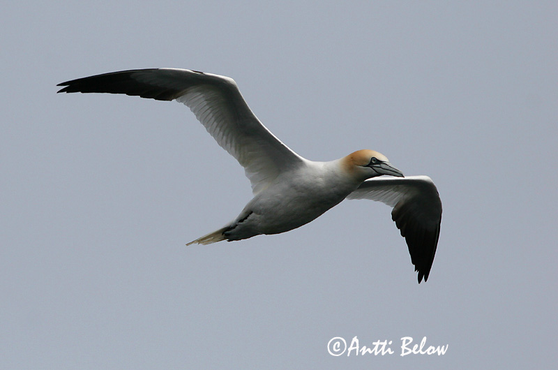 Avainsanat: Mascarell Sule Jan van Gent Northern Gannet Suula Fou de Bassan Szula Súla Havsule Ganso-patola-comum Sula bassana Morus bassana Havssula
