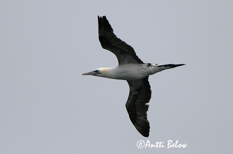 Avainsanat: Mascarell Sule Jan van Gent Northern Gannet Suula Fou de Bassan Szula Súla Havsule Ganso-patola-comum Sula bassana Morus bassana Havssula