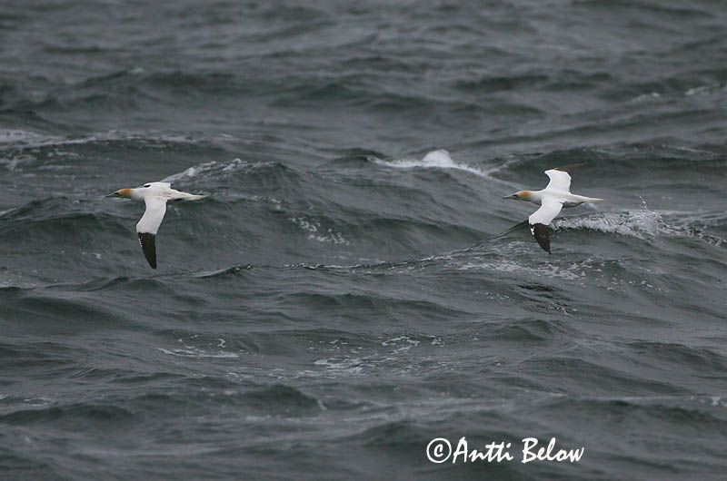Avainsanat: Mascarell Sule Jan van Gent Northern Gannet Suula Fou de Bassan Szula Súla Havsule Ganso-patola-comum Sula bassana Morus bassana Havssula