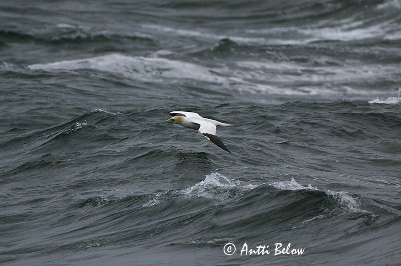 Avainsanat: Mascarell Sule Jan van Gent Northern Gannet Suula Fou de Bassan Szula Súla Havsule Ganso-patola-comum Sula bassana Morus bassana Havssula