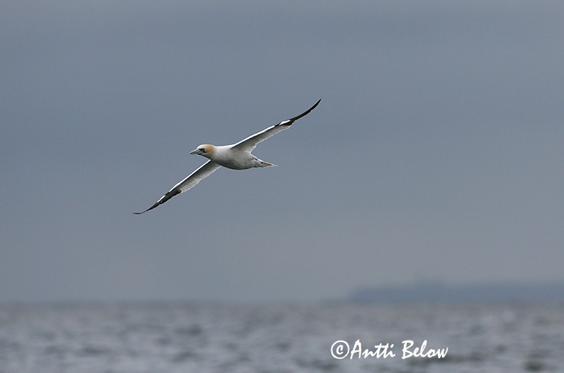 Avainsanat: Mascarell Sule Jan van Gent Northern Gannet Suula Fou de Bassan Szula Súla Havsule Ganso-patola-comum Sula bassana Morus bassana Havssula