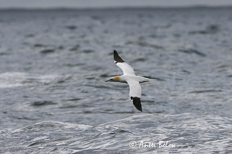 Avainsanat: Mascarell Sule Jan van Gent Northern Gannet Suula Fou de Bassan Szula Súla Havsule Ganso-patola-comum Sula bassana Morus bassana Havssula