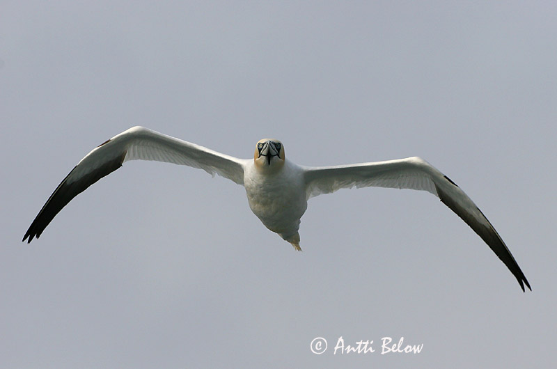 Avainsanat: Mascarell Sule Jan van Gent Northern Gannet Suula Fou de Bassan Szula Súla Havsule Ganso-patola-comum Sula bassana Morus bassana Havssula