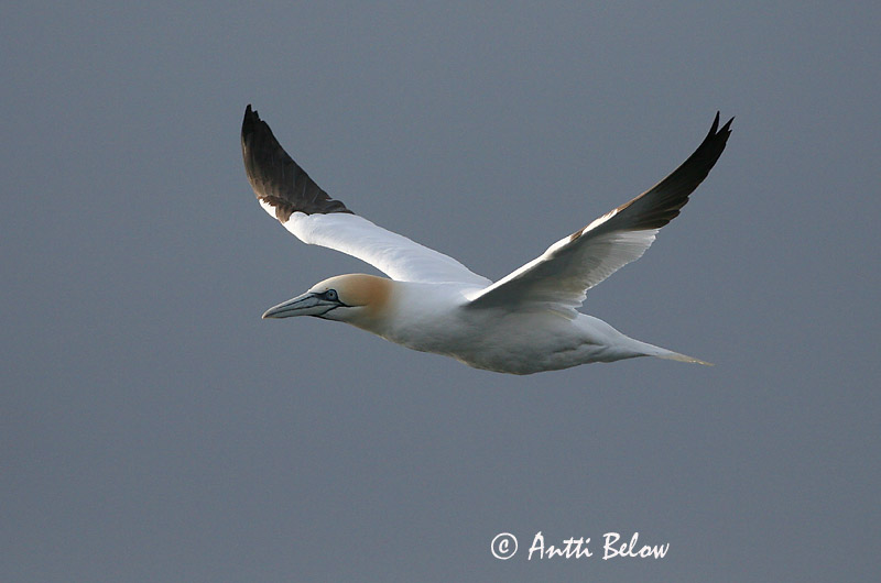 Avainsanat: Mascarell Sule Jan van Gent Northern Gannet Suula Fou de Bassan Szula Súla Havsule Ganso-patola-comum Sula bassana Morus bassana Havssula