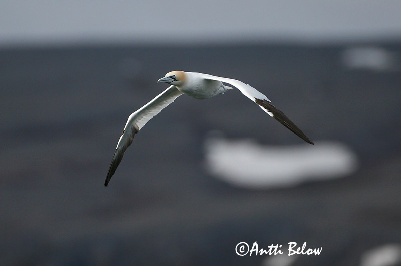Avainsanat: Mascarell Sule Jan van Gent Northern Gannet Suula Fou de Bassan Szula Súla Havsule Ganso-patola-comum Sula bassana Morus bassana Havssula