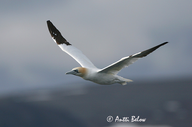 Avainsanat: Mascarell Sule Jan van Gent Northern Gannet Suula Fou de Bassan Szula Súla Havsule Ganso-patola-comum Sula bassana Morus bassana Havssula