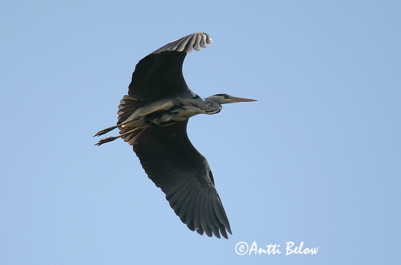 Avainsanat: Bernat pescaire Fiskehejre Blauwe Reiger Grey Heron Hallhaigur Harmaahaikara Héron cendré Graureiher Szürke gém Gráhegri Gråhegre Garça-real Ardea cinerea Garza Real Gråhäger
