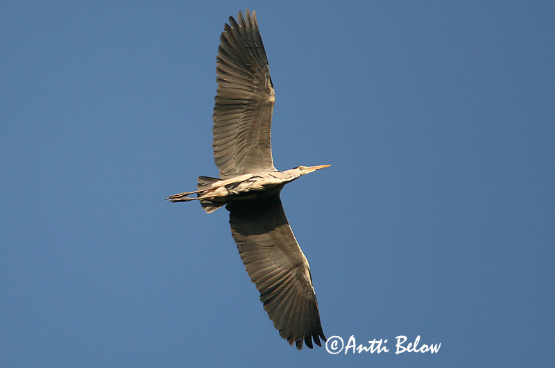 Avainsanat: Bernat pescaire Fiskehejre Blauwe Reiger Grey Heron Hallhaigur Harmaahaikara Héron cendré Graureiher Szürke gém Gráhegri Gråhegre Garça-real Ardea cinerea Garza Real Gråhäger