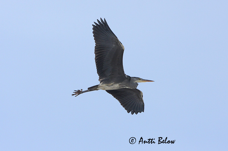 Avainsanat: Bernat pescaire Fiskehejre Blauwe Reiger Grey Heron Hallhaigur Harmaahaikara Héron cendré Graureiher Szürke gém Gráhegri Gråhegre Garça-real Ardea cinerea Garza Real Gråhäger