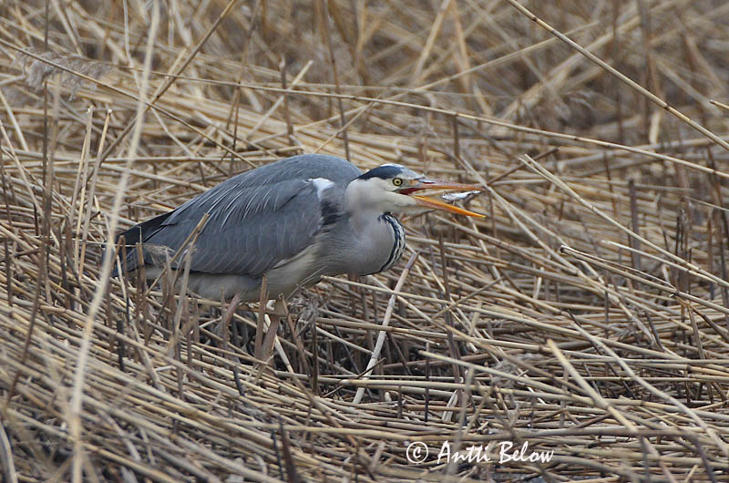 Avainsanat: Bernat pescaire Fiskehejre Blauwe Reiger Grey Heron Hallhaigur Harmaahaikara Héron cendré Graureiher Szürke gém Gráhegri Gråhegre Garça-real Ardea cinerea Garza Real Gråhäger