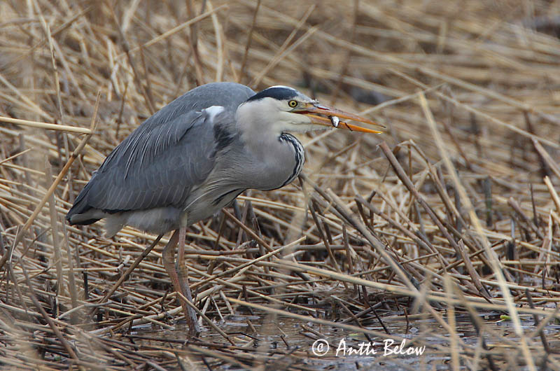 Avainsanat: Bernat pescaire Fiskehejre Blauwe Reiger Grey Heron Hallhaigur Harmaahaikara Héron cendré Graureiher Szürke gém Gráhegri Gråhegre Garça-real Ardea cinerea Garza Real Gråhäger