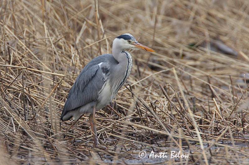 Avainsanat: Bernat pescaire Fiskehejre Blauwe Reiger Grey Heron Hallhaigur Harmaahaikara Héron cendré Graureiher Szürke gém Gráhegri Gråhegre Garça-real Ardea cinerea Garza Real Gråhäger