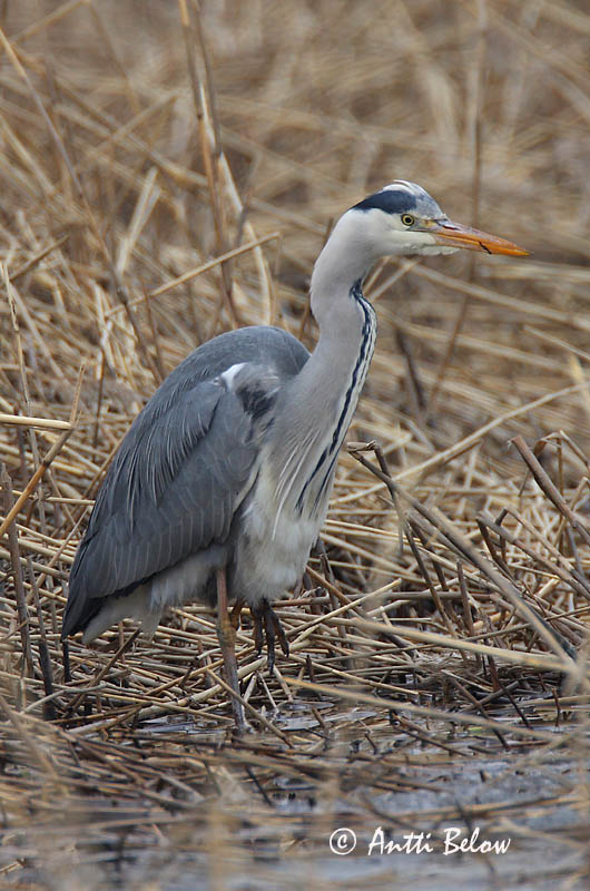 Avainsanat: Bernat pescaire Fiskehejre Blauwe Reiger Grey Heron Hallhaigur Harmaahaikara Héron cendré Graureiher Szürke gém Gráhegri Gråhegre Garça-real Ardea cinerea Garza Real Gråhäger